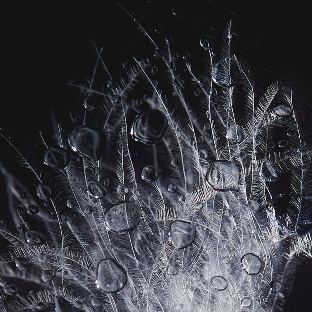 Siberian White Goose Down Duvet